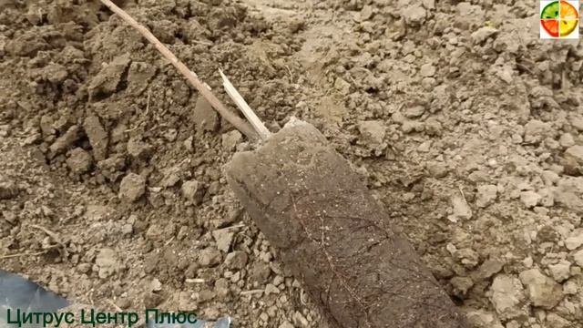 Фисташка сеянцы высадка в открытый грунт