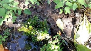 Тис ягодный (пирамидальный) Укореняем черенки (эксперимент)