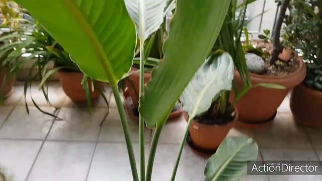 СтрЕлиция?(Райская Птица) в ПреддверииЗимы(Полгода после Пересадки) смотреть онлайн