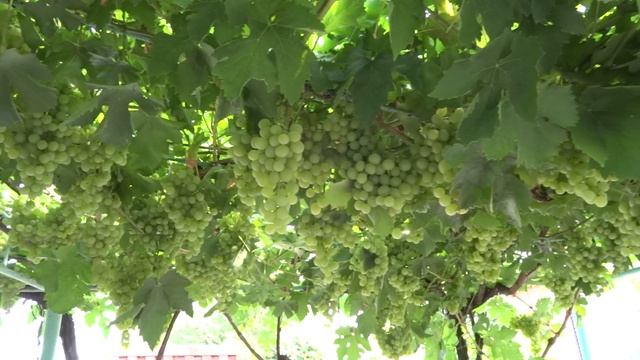 Знаменитый сорт Восторг