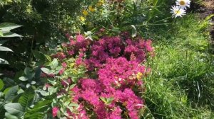 Очиток ложный «Пурпурный ковер», латинское название Sedum spurium «Purple Carpet»