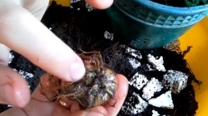 Глоксиния.Маленький клубень и большой горшок.