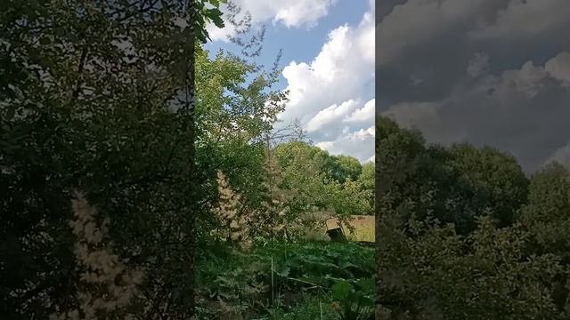1000370426.mp4 Травы колосятся. частная территория