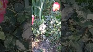 Борьба с тлей. Обработка роз и кустарников древесной золой.