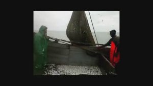(!!Ловим тюльку тралом на Азовском море!!)