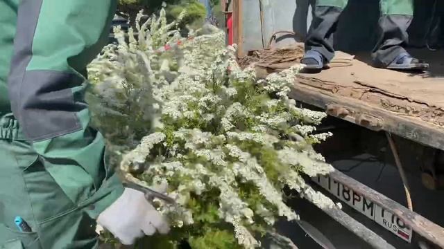 Наши спиреи пепельные Грефшейм. Роял Гарден. Казань. смотреть онлайн