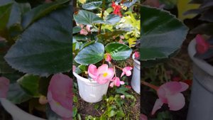 Бегония вечноцветущая