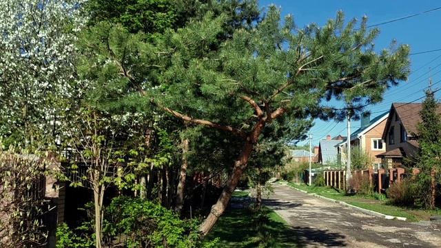 Формирование взрослой сосны. Внёс конструктивные изменения. смотреть онлайн