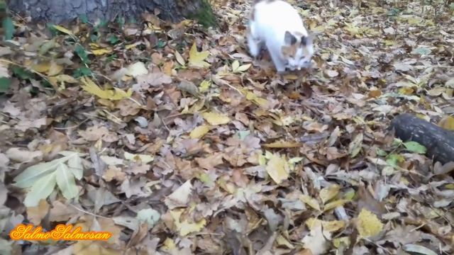 Рыбалка - Ловля окуней в отвес или потерявшийся котейка. смотреть онлайн