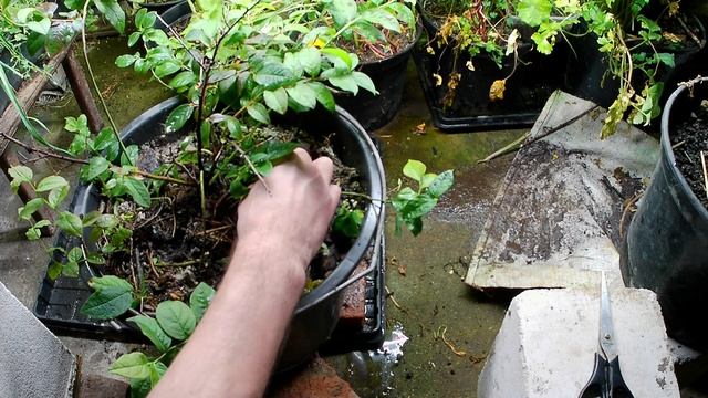 Размножение голубики низкорослой. Как размножить голубику в домашних условиях под фито светильником