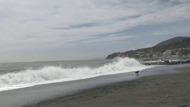 Собака, бегущая краем моря. смотреть онлайн