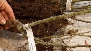 УЦЕНЕННЫЕ РОЗЫ🌹. Питомник Розы Вдохновения.