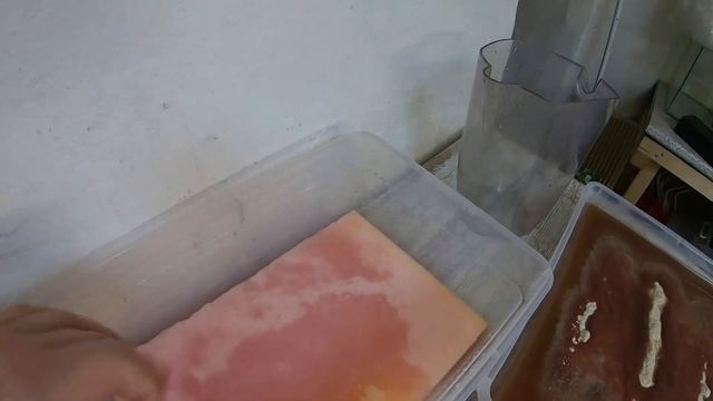 Культура трубочника для домашнего содержания и разведения. Запуск! смотреть онлайн