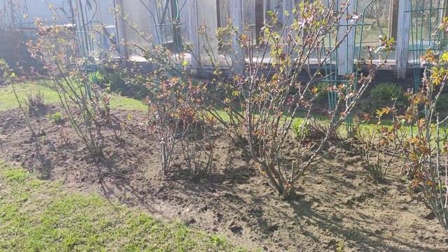 Мой сад. Как выглядят розы. Удобрила и подкормила розы. смотреть онлайн