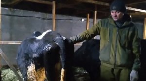 Шок! У коровы не вышел  послед. Что мы делали .