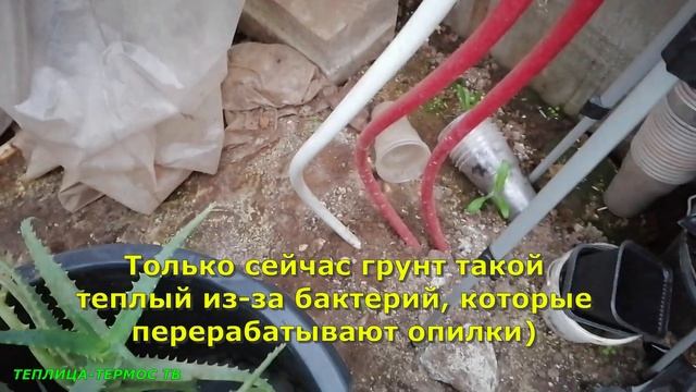 Для чего нужны крючки для подвязки огурцов, помидоров, перцев, баклажанов//сезон 2022//Таймлапс