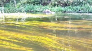 Сплав на байдарках по реке Дриса, июль 2022