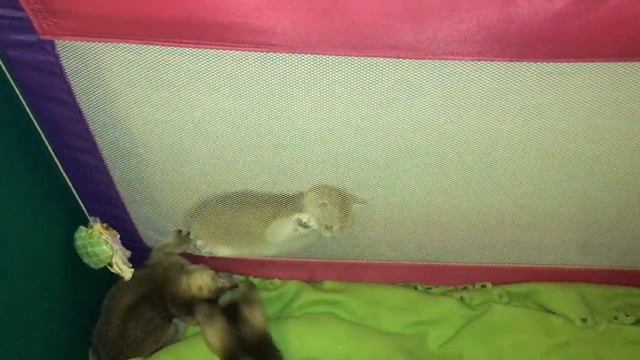 ???КОТЯТА ИГРЫ ???ЗОЛОТАЯ ШИНШИЛЛА  КОШКИ?