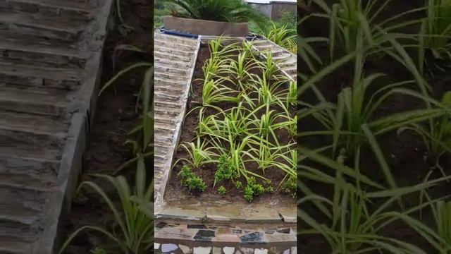 Pandanus veitchii plant houseplant leathery, sword-shaped leaves—glossy green and banded white