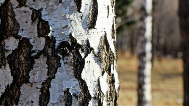 3 июня / Почему у берёзы кора белая? смотреть онлайн