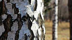 3 июня / Почему у берёзы кора белая?