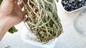 ФАЛЕНОПСИС Chia E Yenlin будет расти КАК ВАНДА? Пересадка ОРХИДЕИ в СТЕКЛЯННОЕ КАШПО