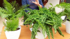 Fern Care and Tips | Foliage Plant | Malayalam