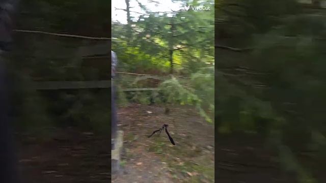 Волшебная поляна сказок (финальный видеоролик). смотреть онлайн