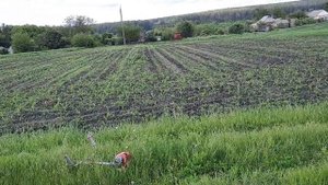 Результат обработки препаратом "Майстер Пауэр" по кукурузе