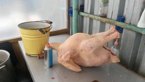 Сколько весит индюк