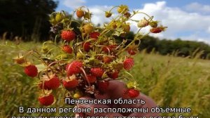 Где растет земляника в Подмосковье