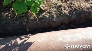 Как оградить свои посадки от сорняка! Идея суперская !