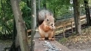 Белка. Парк Раменское (2022)