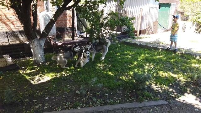 Дима бунтует Работы в огороде и теплице 08 06 2020 смотреть онлайн