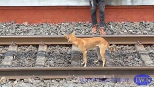 Собака выжила под поездом. Настоящее чудо
