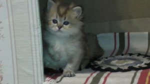 Как звучит кошачья «трель»