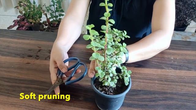 How To Make Plants Bushier | पौधे को कैसे घना बनाऐं смотреть онлайн