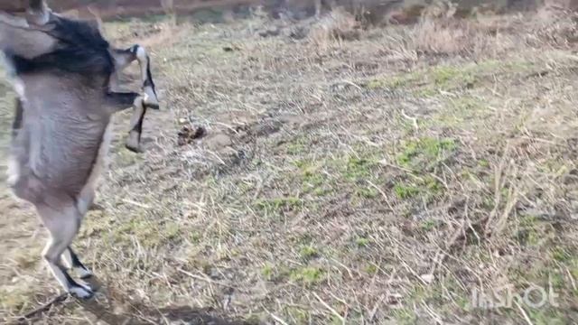 Всё бросила и ушла. Козьи игры. Простая жизнь обычной семьи! смотреть онлайн