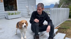 Cute beagle takes ferry ride to remote island