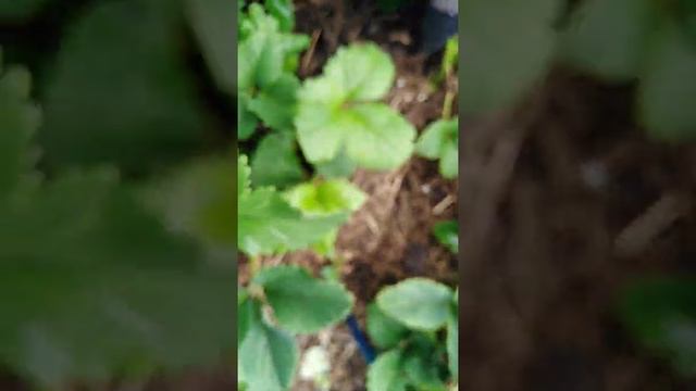 Ч. 2.Мульча сосновая и земляника садовая. 17.05.20 смотреть онлайн