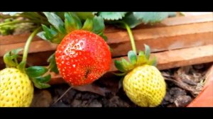 MY GARDEN'S SWEET STRAWBERRY PLANT