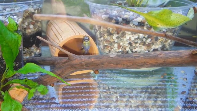 Первая кладка икры у попугайчиков (Пельвикахромис пульхер). смотреть онлайн