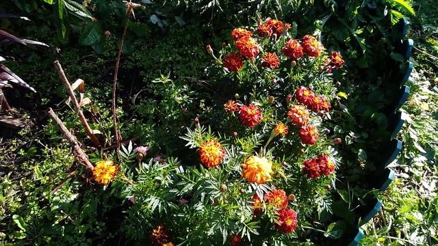 Прогуляемся по саду? Сентябрь 2020. Хризантеллы, корейские хризантемы, верески и цветущая примула смотреть онлайн