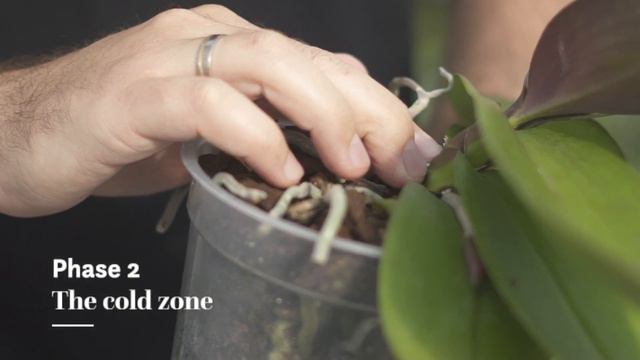 Supreme Selections grower Ichtus Flowers смотреть онлайн