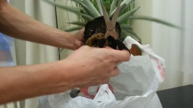 Пересадка ананаса. Ревизия и обрезка корней смотреть онлайн