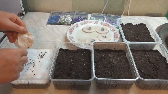 Дельфиниум. Выращивание дельфиниума из семян. Стратификация семян шпорника. Посев живокости на снег смотреть онлайн