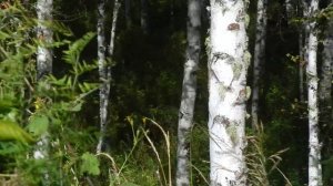 Козел лает