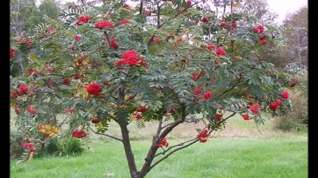 Сказка о Рябинке смотреть онлайн