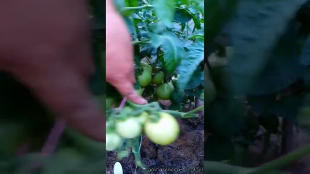Непасынкующийся томат для открытого грунта?#помидоры#семенатоматов#сад#томаты#огурцы