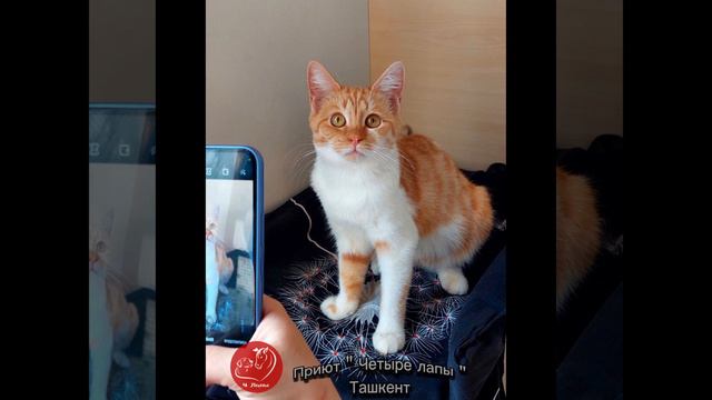 Приют для бездомных животных - что это такое